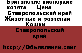 Британские вислоухие котята)  › Цена ­ 1 800 - Ставропольский край Животные и растения » Кошки   . Ставропольский край